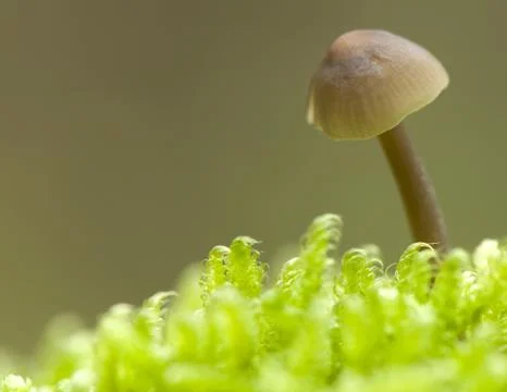 Mycena Stock Photos