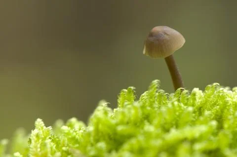 Mycena Stock Photos