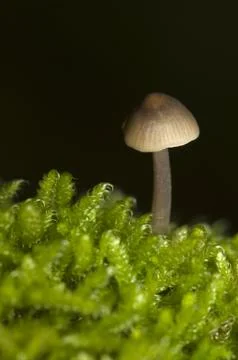 Mycena Stock Photos