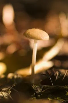 Mycena Stock Photos