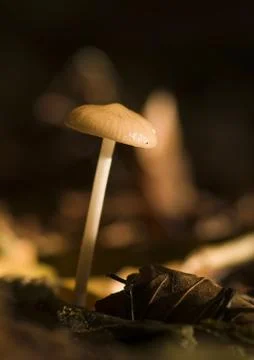 Mycena Stock-Fotos