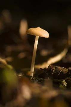 Mycena Stock Photos