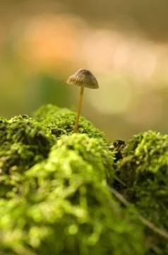 Mycena Stock Photos
