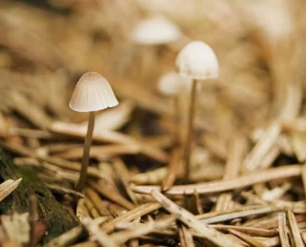 Mycena Stock Photos