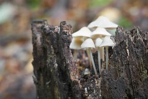 Mycena Stock Photos