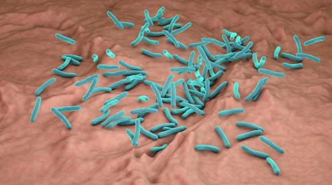 Mycobacterium tuberculosis bacteria Stock Footage 68808756
