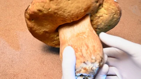 Mycologist checking the edibility and the shape of  very big 1kg boletus edulis  Stock Footage