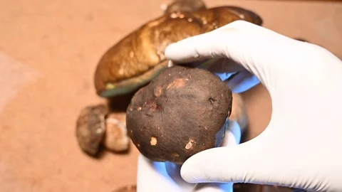 Mycologist checking the edibility of picked up mushrooms Vídeo Stock 120039877
