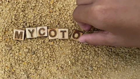 Mycotoxins in Animal feed. Stock Footage 203764591
