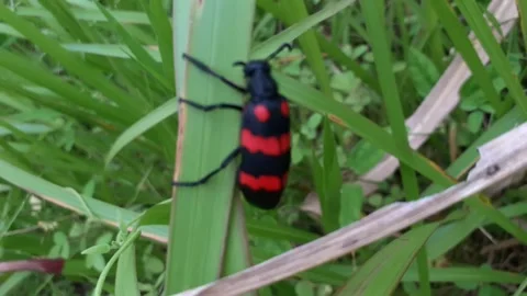 Mylabris phalerata Stock Footage 171566153