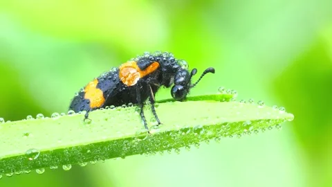 Mylabris variabilis blister beetle on dew covered leaf in green garden close up Stock Footage 345658226