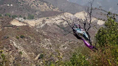 Mylar balloon trash  stuck in tree Video stock 284540572