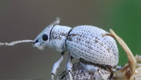 Myllocerus undatus weevil mating Stock Footage 8677150