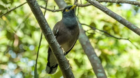 Myna bird on branch Stock Footage 197366543