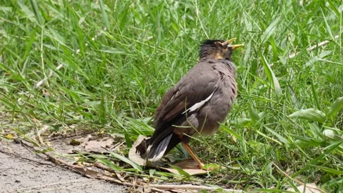Myna Bird Stock-Footage 344819357