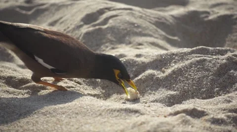 Myna Bird Pecks a Piece of Bread on a Beach Sand on a Sunny Day. Slow Motion Stock Footage 67202764