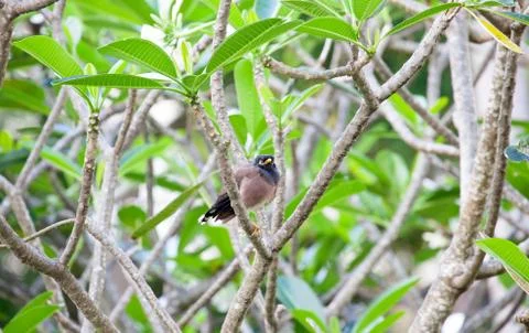 Myna bird Stock Photos