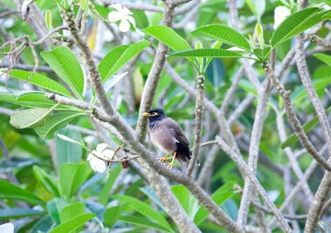 Myna bird Stock Photos