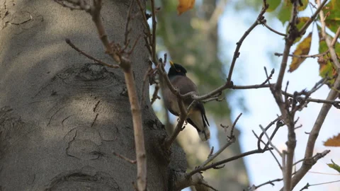 Myna bird on a tree 스톡 동영상 295048201