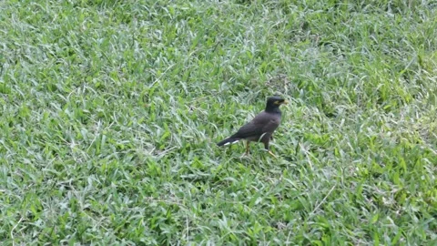 Myna bird walking on the ground 스톡 동영상 164090101