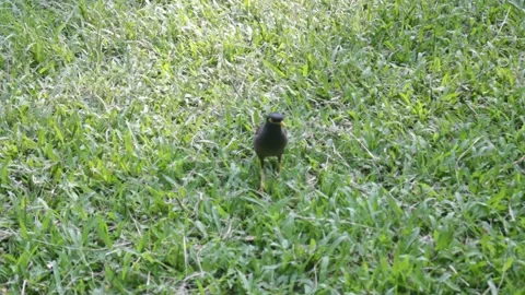 Myna bird walking on the ground 스톡 동영상 164090311