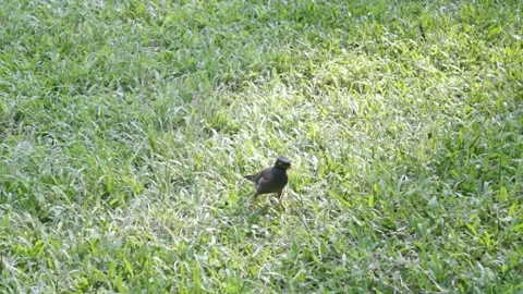 Myna bird walking on the ground 스톡 동영상 164090400