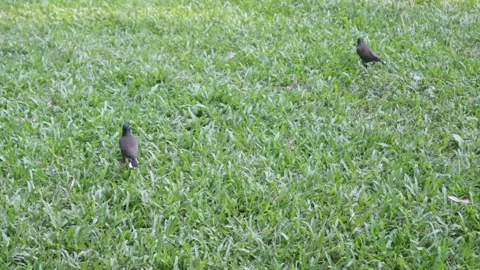 Myna bird walking on the ground 스톡 동영상 164090531