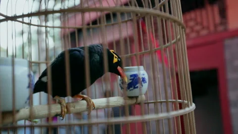 Myna in the birdcage，Old Beijing Alley Community, Hutong, China Stock Footage