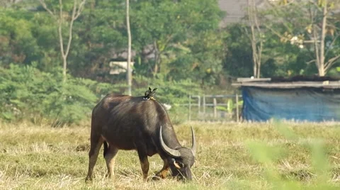 Myna birds on the buffalo back Stock Footage 48352886