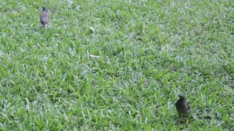 Myna birds on the ground 스톡 동영상 164090429