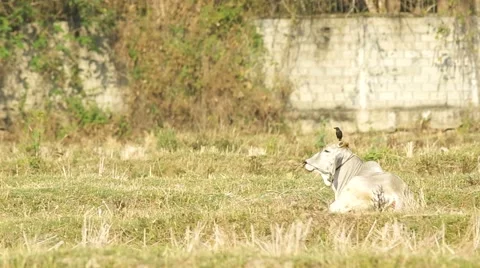 Myna on the cow head Stock Footage 48352249