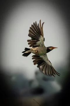 A myna in flight with clear background Foto stock