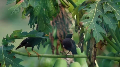 Myna on Papaya Leaf Stock Footage 46041444