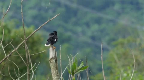 Myna Preening Video stock 54948884