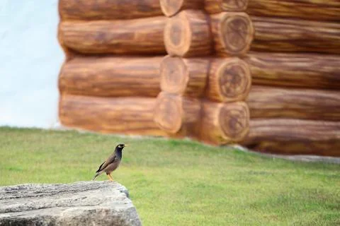 Myna on stone Stock Photos