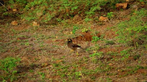 Mynah birds on the ground Stock Footage 322570049