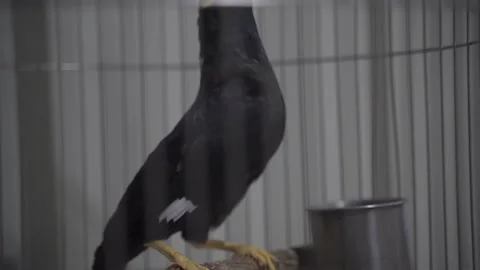 Mynah in a cage Stock Footage 165317689