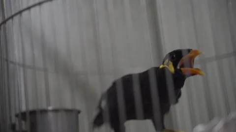 Mynah in a cage Stock Footage 165318927