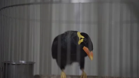 Mynah in a cage Stock Footage 165320486