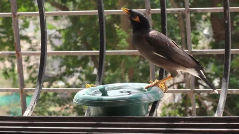 Mynah drinking water Stock Footage 155472906