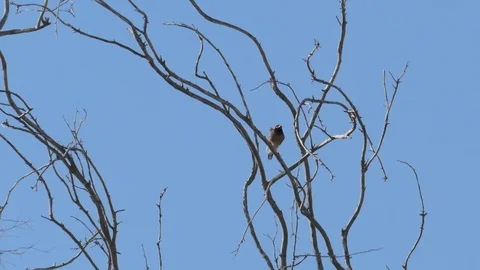 Mynah dropped from tree Stock Footage 90966803