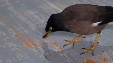Mynah Eating Grape Stock Footage 321903208