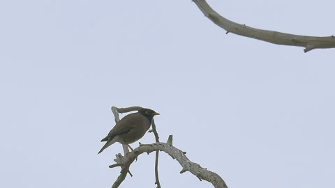 Mynah flying away from tree Stock Footage 94135508