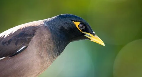 Mynah Stock Photos