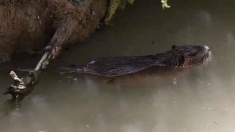 Myocastor coypus Stock Footage 154041553
