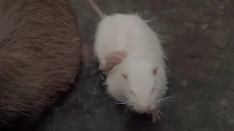 Myocastor coypus nutria Vídeo Stock 150870537