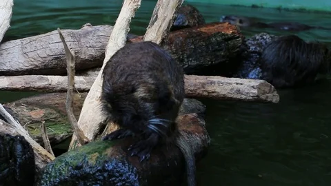 Myocastor coypus scratching Stock Footage 87479304