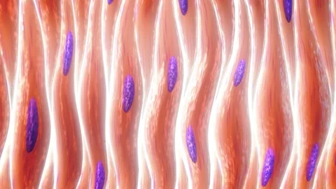 Myocytes Video stock 332492110