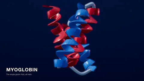 Myoglobin protein structure red blue medical technology loop Vidéo 343737792