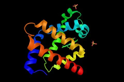 Myoglobinan (3d structure), an iron- and oxygen-binding protein found in th.. Stock Illustration